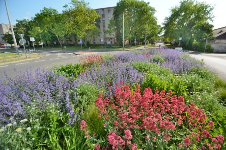 Évelő növényekkel beültetett virágzó kavicskertek a fehérvári körforgalmakban